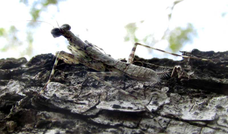Lichen Mantis, LITURGUSA MAYA