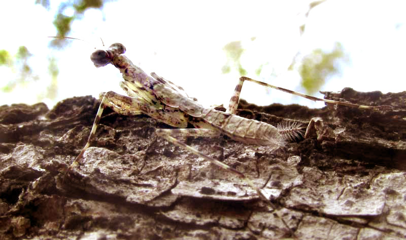 Lichen Mantis, LITURGUSA MAYA