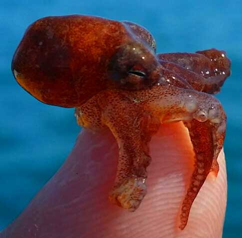 juvenile ocotpus found in gut of sea cucumber, photo by Diego Nuñez, jr of Río Lagartos, Yucatán, México