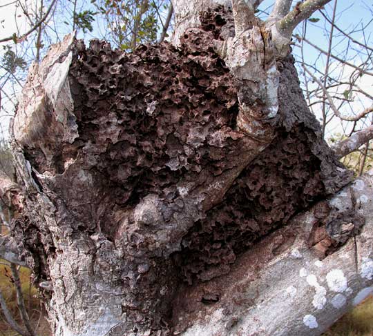 INSIDE AN ARBOREAL TERMITE NEST, genus NASUTITERMES,