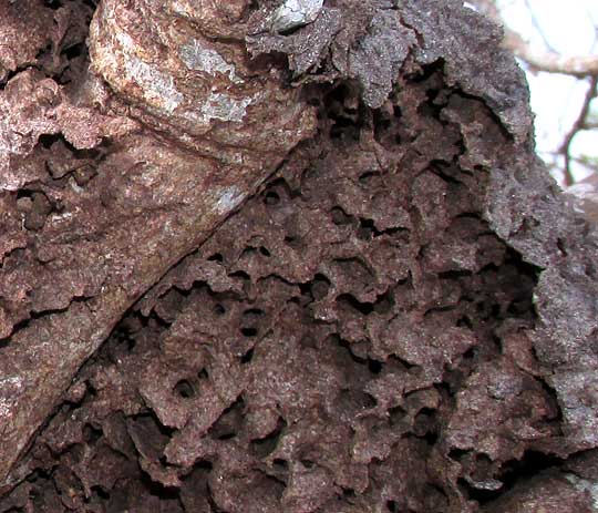 INSIDE AN ARBOREAL TERMITE NEST, genus NASUTITERMES,