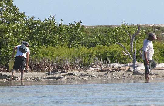 Crown Conch, MELONGENA BISPINOSA, people hunting the to eat