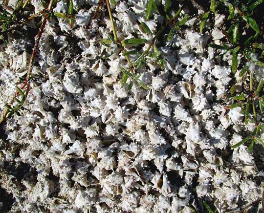 Crown Conch, MELONGENA BISPINOSA, many shells