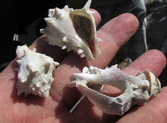 Crown Conch, MELONGENA BISPINOSA, old shells found on beach
