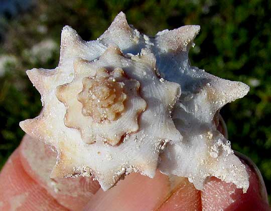 Crown Conch, MELONGENA BISPINOSA, whorls of spines