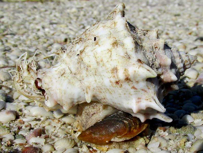 Crown Conch, MELONGENA BISPINOSA