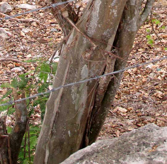 Whiteseed Manga, CHLOROLEUCON MANGENSE, trunk