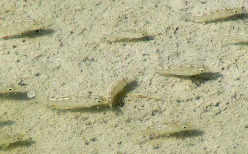 Yucatan Pupfish, CYPRINODON ARTIFRONS
