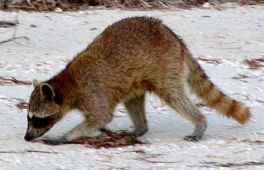 Raccoon, procyon lotor, in tropical Yucatan, Mexico