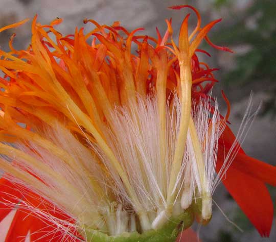 Mexican Flame Vine, SENECIO CONFUSUS, section of head