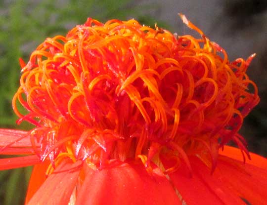 Mexican Flame Vine, SENECIO CONFUSUS, 