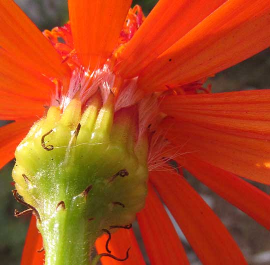 Mexican Flame Vine, SENECIO CONFUSUS, involucre