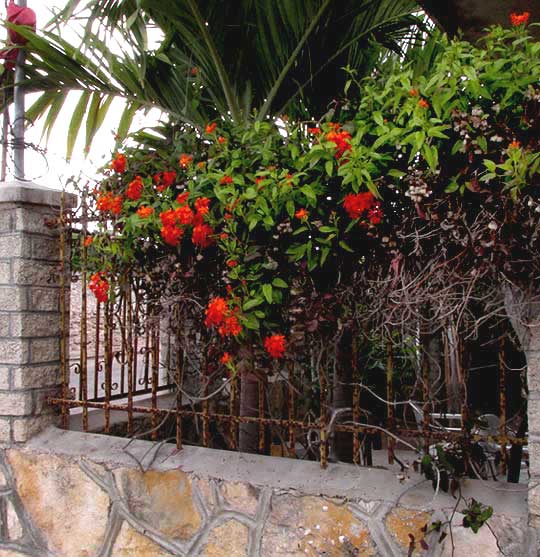 Mexican Flame Vine, SENECIO CONFUSUS, on fence