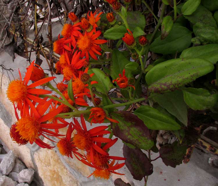 Mexican Flame Vine, SENECIO CONFUSUS