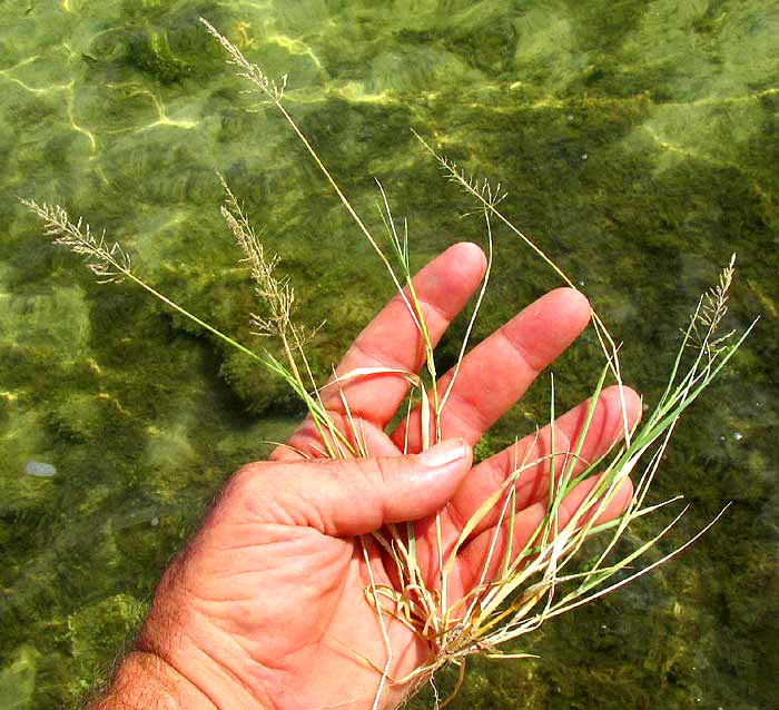 Whorled Dropseed, SPOROBOLUS PYRAMIDATUS