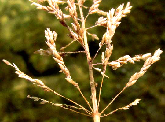 Whorled Dropseed, SPOROBOLUS PYRAMIDATUS, panicle's whorled lower branches