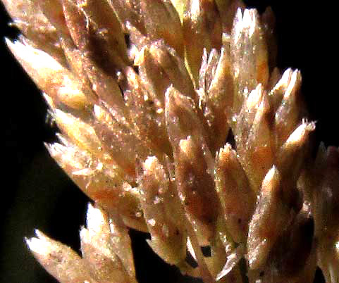 Whorled Dropseed, SPOROBOLUS PYRAMIDATUS, spikelets