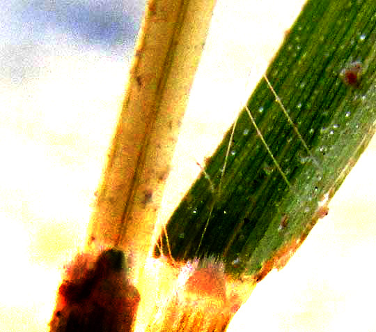 Whorled Dropseed, SPOROBOLUS PYRAMIDATUS, ligule