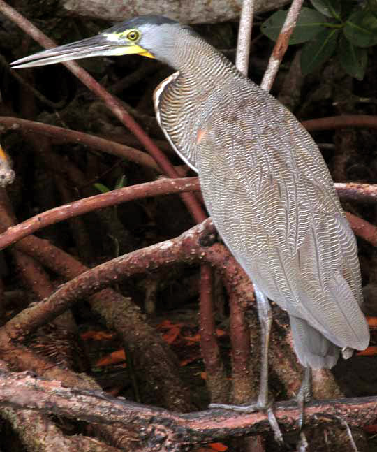 Bare-throated Tiger-Heron, TIGRISOMA MEXICANUM