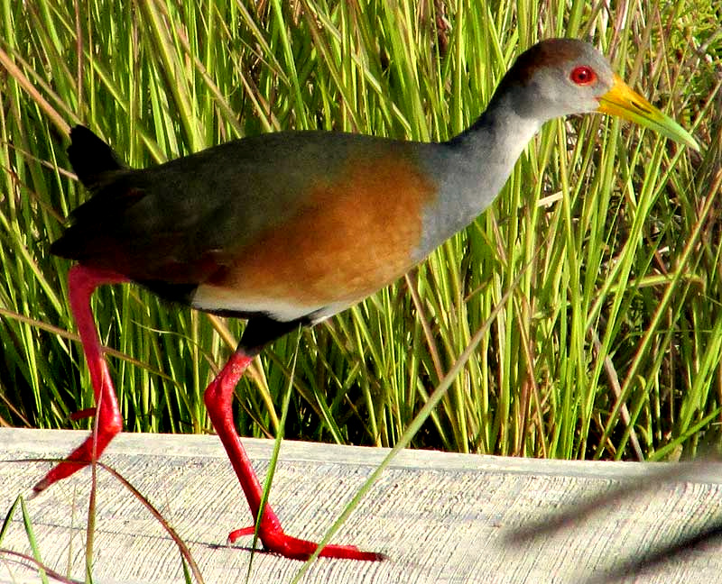 Gray-necked Wood-Rail, ARAMIDES CAJANEA