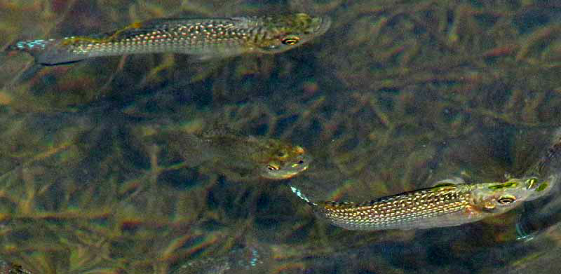 Yucatan Molly, POECILIA VELIFERA