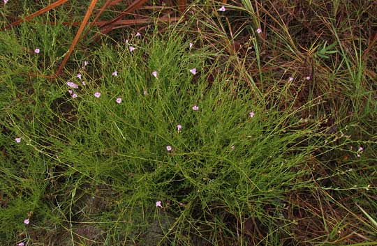 Saltmarsh Agalinis, AGALINIS SPICIFLORA, plant