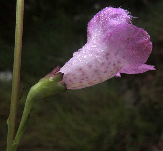 Saltmarsh Agalinis, AGALINIS SPICIFLORA, flower side view