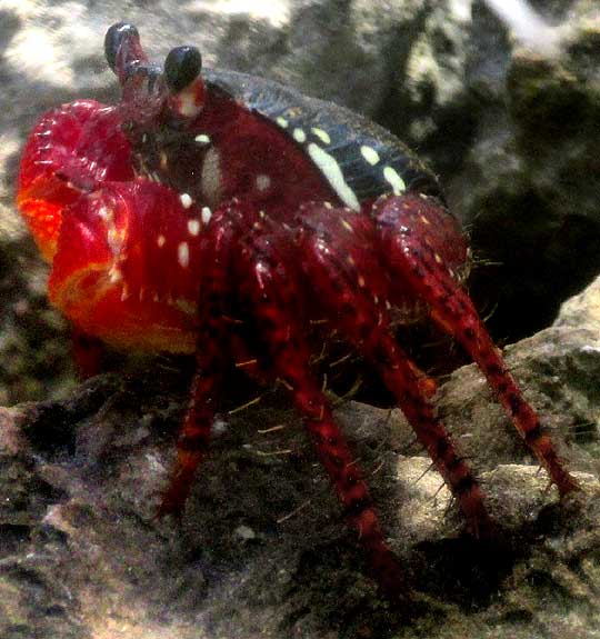 Marsh Crab, Grapsidae