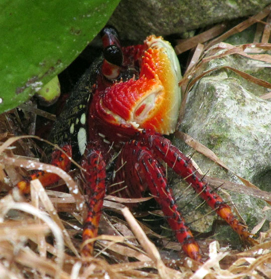 Marsh Crab, Grapsidae