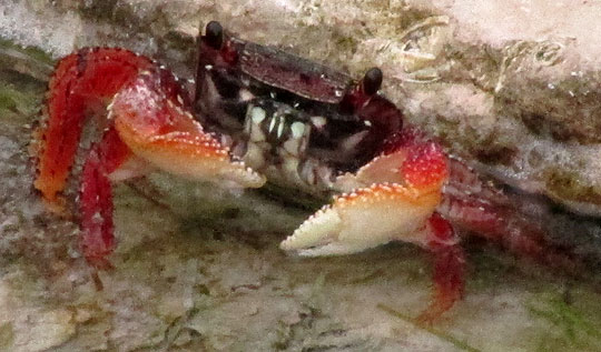 Marsh Crab, Grapsidae