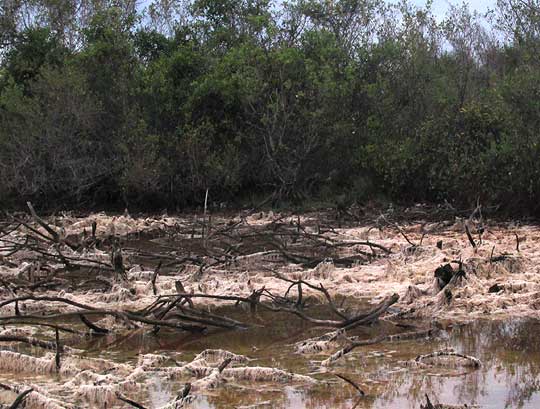 Chara in mangrove swamp
