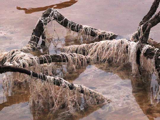 Dead Chara alga draped on sticks in a swamp