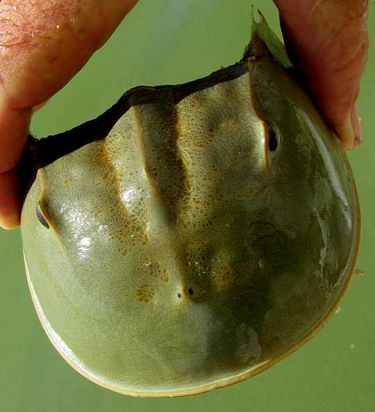 Horseshoe Crab, LIMULUS POLYPHEMUS, top view of eyes