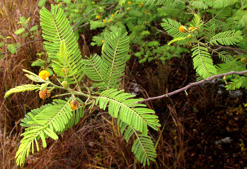 Feather Acacia or Huizache, VACHELLIA [ACACIA] PENNATULA ssp. PARVICEPHALA, leaves & flowering heads