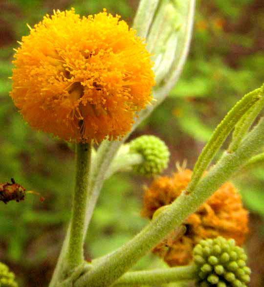 Feather Acacia or Huizache, VACHELLIA [ACACIA] PENNATULA ssp. PARVICEPHALA, flowering head