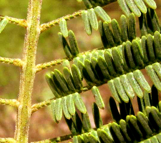 Feather Acacia or Huizache, VACHELLIA [ACACIA] PENNATULA ssp. PARVICEPHALA, pinnae