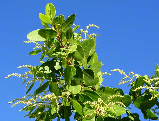 White Mangrove, LAGUNCULARIA RACEMOSA, panicles