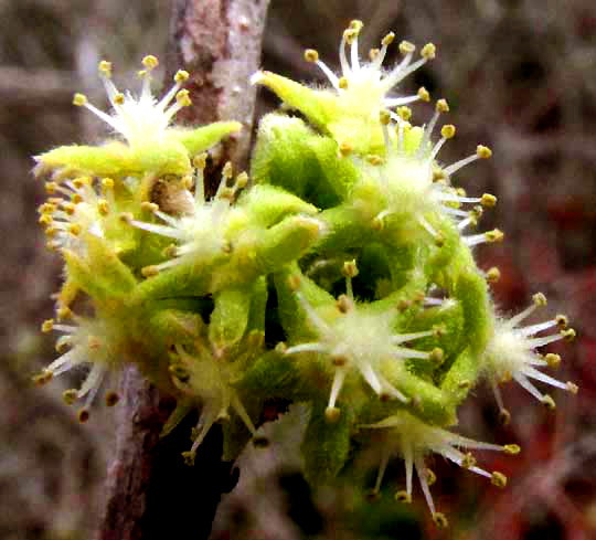 ADELIA OAXACANA, male flowers