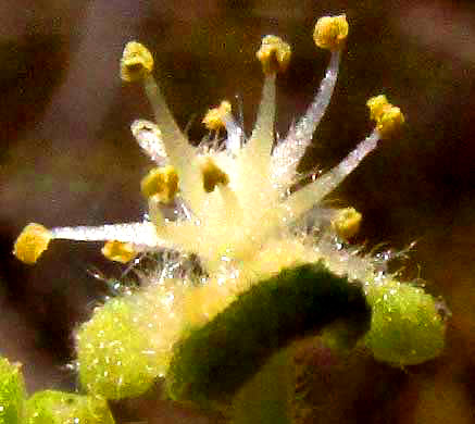 ADELIA OAXACANA, male flower