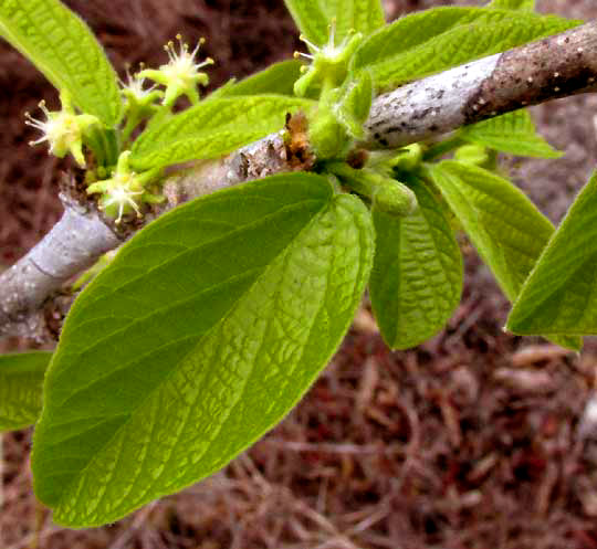 ADELIA OAXACANA, leaves & male flowers