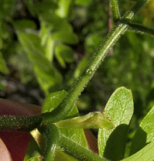False Tamarind, Lysiloma latisiliquum, gland on petiole & stipule
