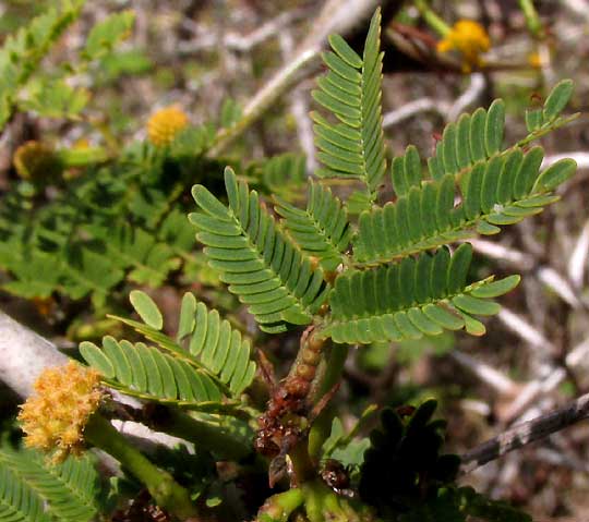 Globular Acacia, VACHELLIA [ACACIA] GLOBULIFERA, glands on petiole