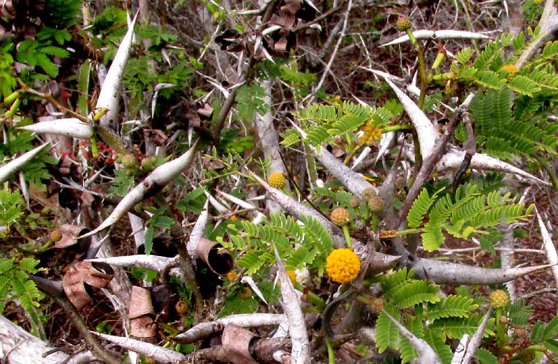 Globular Acacia, VACHELLIA [ACACIA] GLOBULIFERA, flowers, leaves & thorns