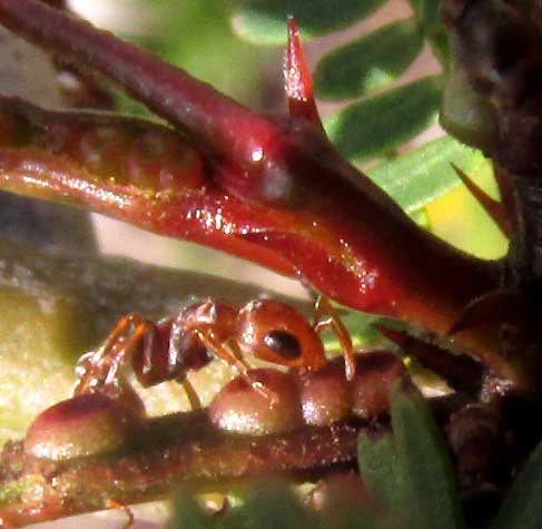 Globular Acacia, VACHELLIA [ACACIA] GLOBULIFERA, ant at glands