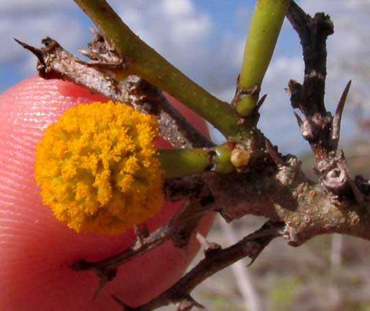 Globular Acacia, VACHELLIA [ACACIA] GLOBULIFERA, flowering head