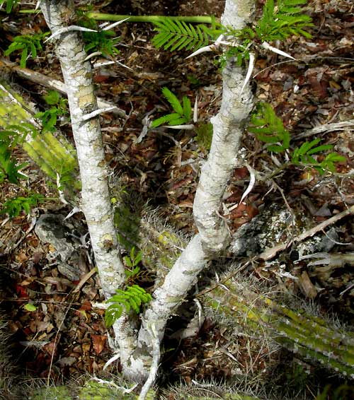 Globular Acacia, VACHELLIA [ACACIA] GLOBULIFERA, spiny trunk