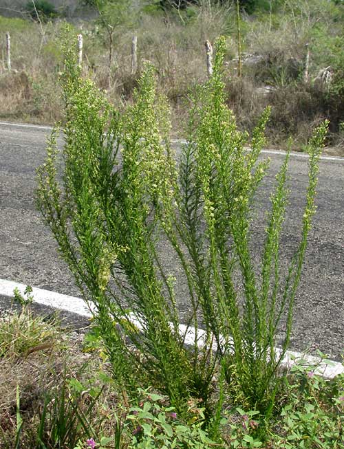 Horseweed, ERIGERON CANADENSIS