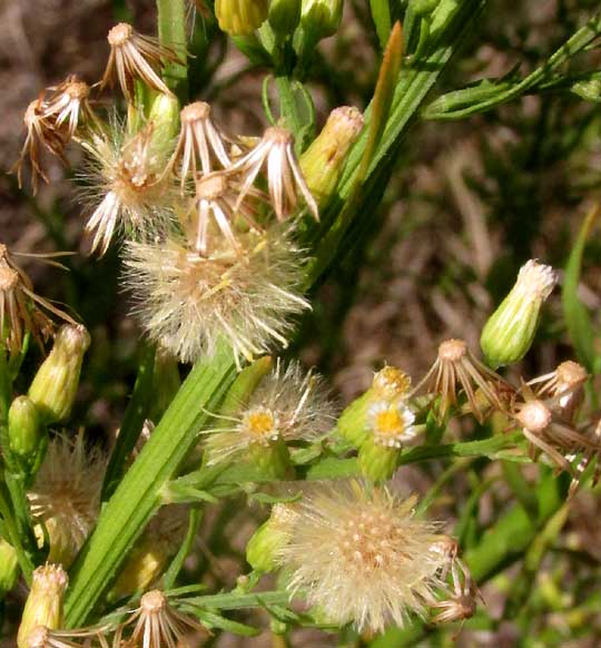 Horseweed, ERIGERON CANADENSIS, flowering & fruiting heads