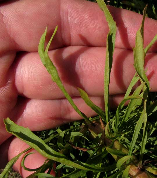 Horseweed, ERIGERON CANADENSIS, leaves