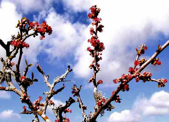 ENRIQUEBELTRANIA CRENATIFOLIA, flowering